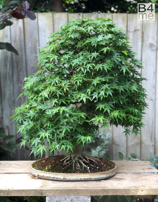 japanese maple bonsai